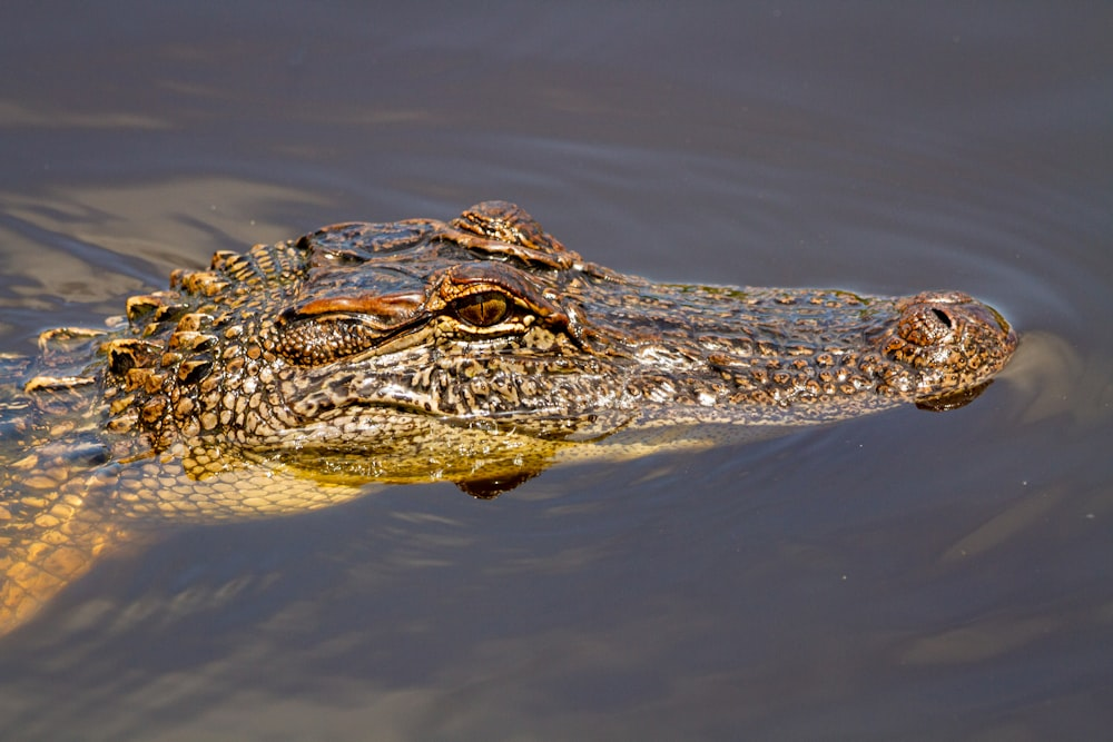 An American alligator floating half-submerged in dark water, only its armoured snout and eye above the surface