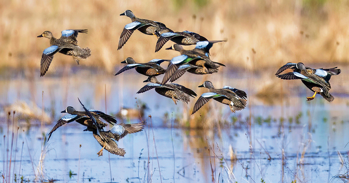 A flock of blue-winged teal ducks flying low over a flooded marsh during spring migration