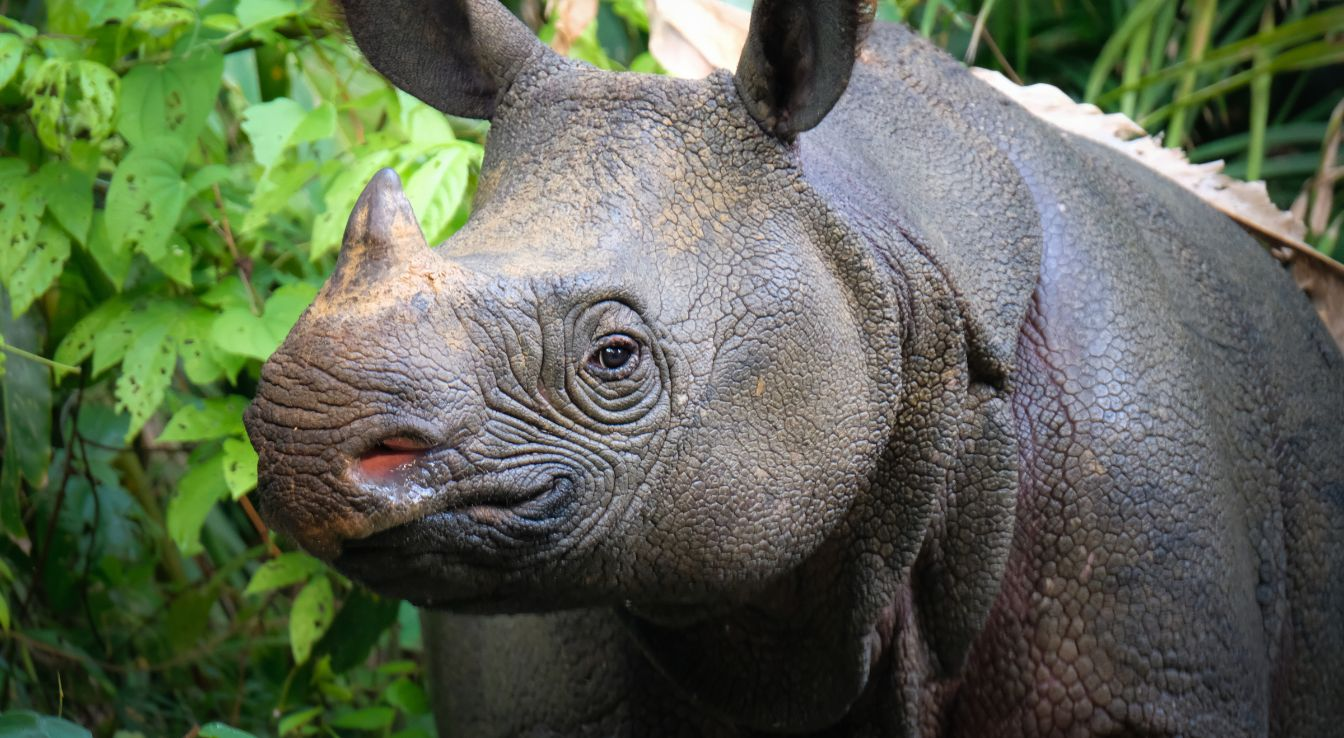 Close-up of a Javan rhinoceros in dense green jungle, its single horn and folded grey skin visible