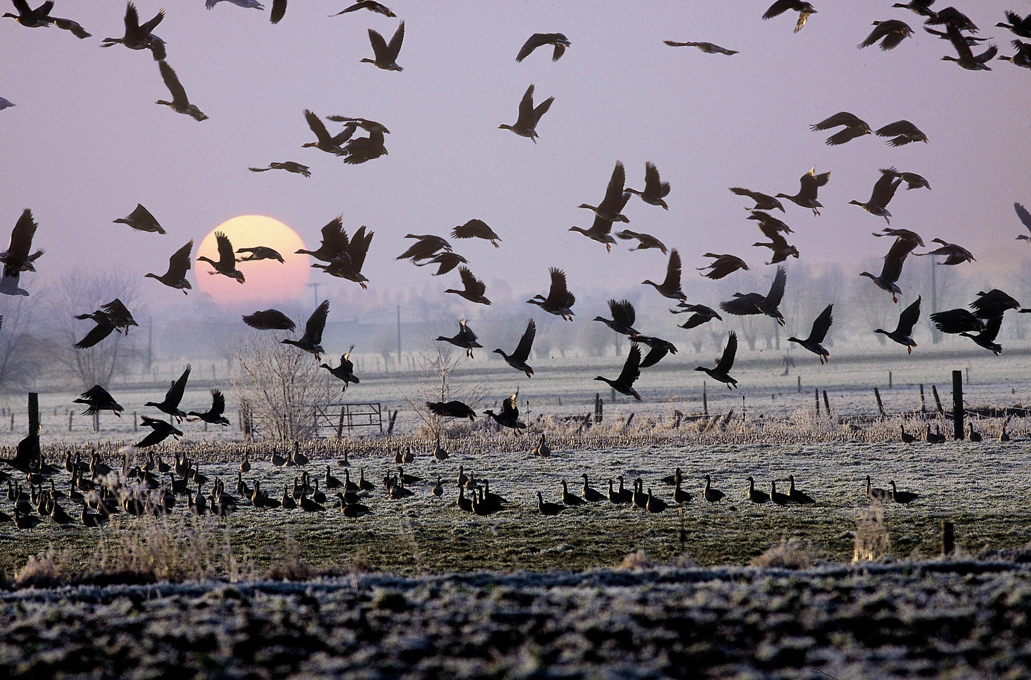 A flock of wild geese lifting off a frost-covered field at sunrise, with more birds still on the ground