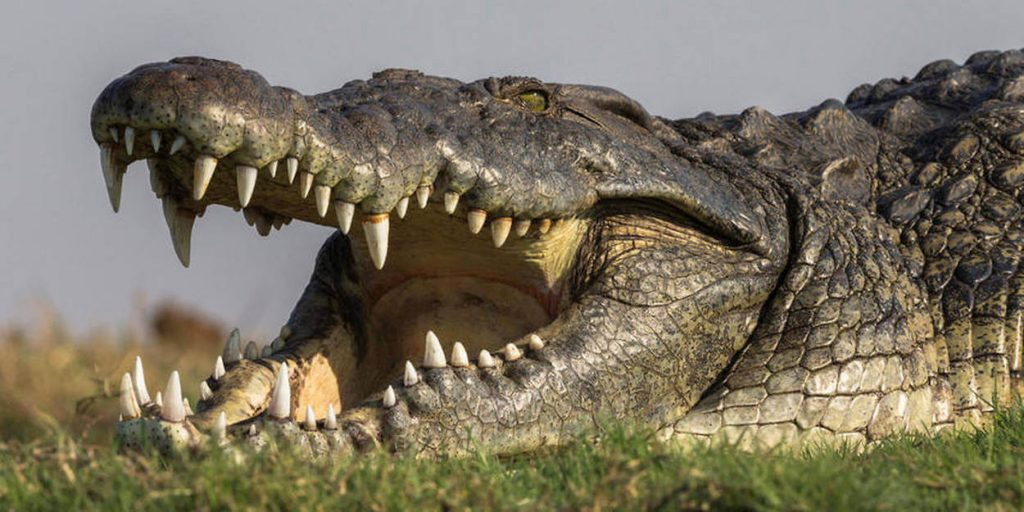 Close-up of a crocodile's head showing the narrow tapered snout and the visible fourth lower tooth