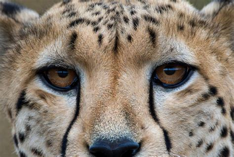 A cheetah's face showing the black tear marks running from the eyes down to the mouth