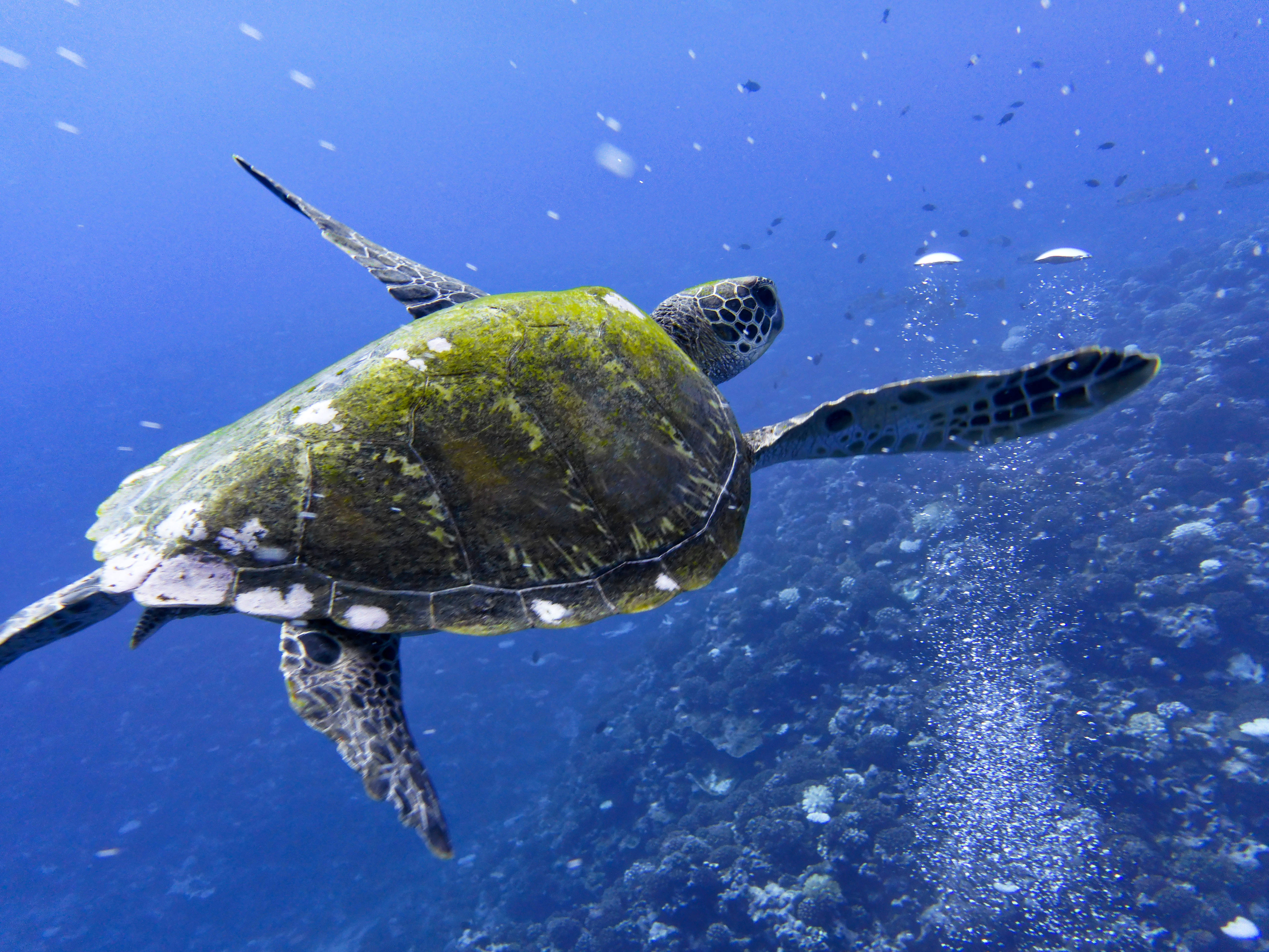 A green sea turtle swimming over a shallow coral reef