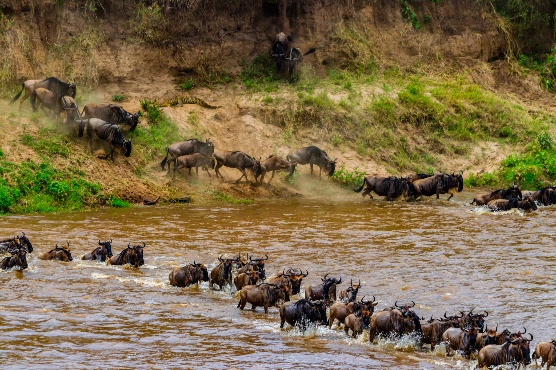 A herd of wildebeest crossing a river during their seasonal migration